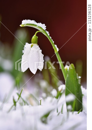 Snowdrops spring flowers. Beautifully blooming in the grass at sunset. Delicate Snowdrop flower is one of the spring symbols. (Amaryllidaceae - Galanthus nivalis) Snowdrops spring flowers. Beautifully blooming in the grass at sunset. Delicate Snowdrop flower is one of the spring symbols. (Amaryllidaceae - Galanthus nivalis) 113236128