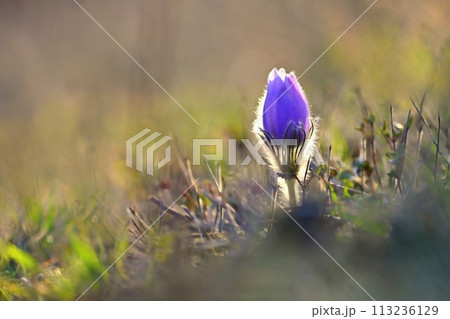 Spring background with flowers in meadow. Pasque Flower (Pulsatilla grandis) 113236129