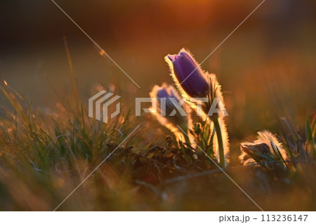 Spring flowers. Beautiful purple little furry pasque-flower. (Pulsatilla grandis) Blooming on meadow at the sunset. Spring flowers. Beautiful purple little furry pasque-flower. (Pulsatilla grandis) Blooming on meadow at the sunset. 113236147