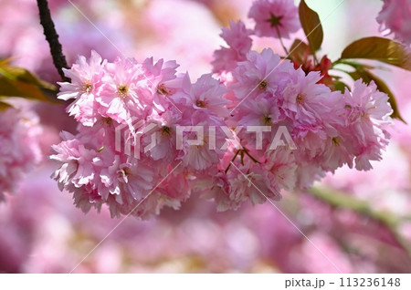 Beautiful flowering tree. Spring colorful background with flowers. Nature in spring time - nice sunny day. Beautiful flowering tree. Spring colorful background with flowers. Nature in spring time - nice sunny day. 113236148