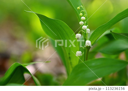 Spring green background with nature in the forest. Beautiful small white plant - flower - Lily of the valley. (Convallaria majalis) 113236156