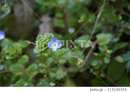 春の野に咲くオオイヌノフグリ 113236355