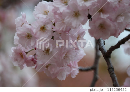 ボリューム感のある八重桜 voluminous double blossom Sakura 113236422