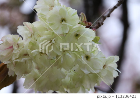 満開のギョイコウザクラ Gyoiko sakura full bloom 113236423