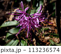 早春の山野草「ショウジョウバカマ」 113236574