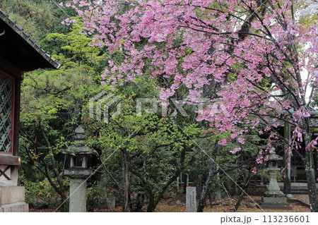 京都　御香宮神社の桜 113236601