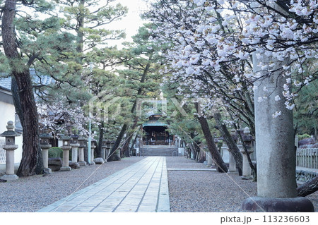 京都　御香宮神社　参道の桜 113236603