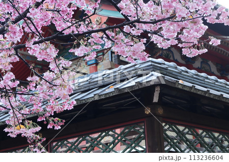 京都 御香宮神社の桜 京都 御香宮神社の桜 113236604