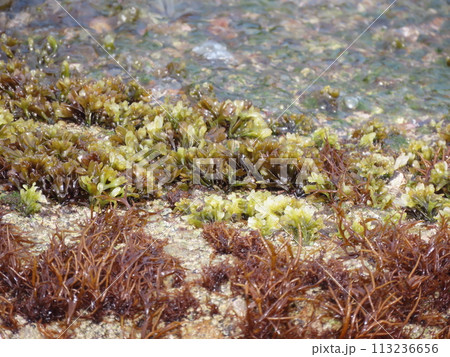 海の岩場に生える緑色の海藻 海の岩場に生える緑色の海藻 113236656
