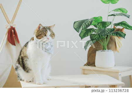 happy with cat concept with british and scottish cat play on camping table together with camp and tropical tree and white background 113236728