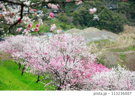 大渡ダムの花桃 113236887