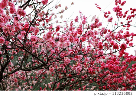 大渡ダムの花桃 大渡ダムの花桃 113236892