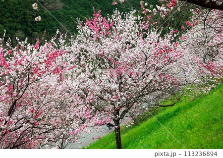 大渡ダムの花桃 大渡ダムの花桃 113236894