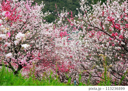 大渡ダムの花桃 大渡ダムの花桃 113236899