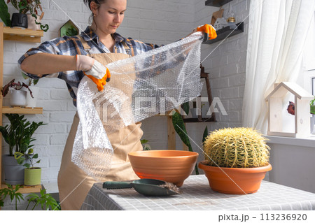 Repotting overgrown home plant large spiny cactus Echinocactus Gruzoni into new bigger pot. A woman in protective gloves wraps a cactus with a bubble wrap so as not to prick herself 113236920