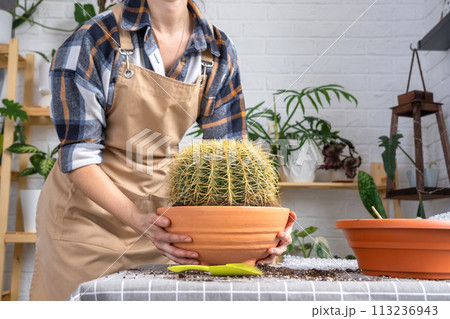 Repotting overgrown home plant large spiny cactus Echinocactus Gruzoni into new bigger pot. Caring for potted plant, hands of woman in apron 113236943