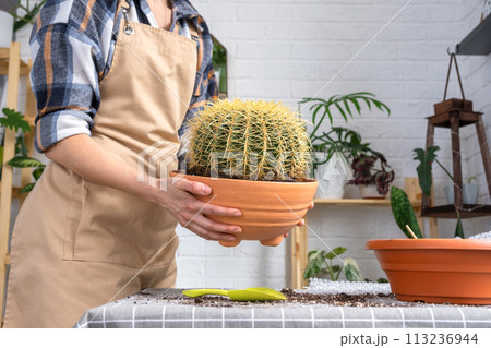 Repotting overgrown home plant large spiny cactus Echinocactus Gruzoni into new bigger pot. Caring for potted plant, hands of woman in apron 113236944