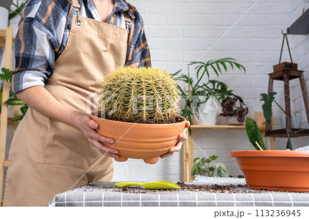 Repotting overgrown home plant large spiny cactus Echinocactus Gruzoni into new bigger pot. Caring for potted plant, hands of woman in apron 113236945