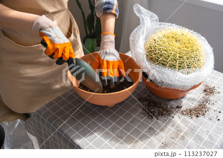 Repotting overgrown home plant large spiny cactus Echinocactus Gruzoni into new bigger pot. A woman in protective gloves wraps a cactus with a bubble wrap so as not to prick herself 113237027