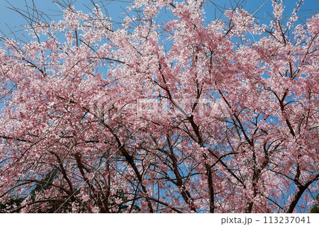 中越家の枝垂れ桜 113237041