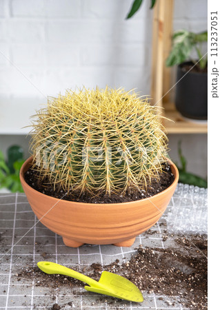 Repotting overgrown home plant large spiny cactus Echinocactus Gruzoni into new bigger pot. Caring for potted plant, protective gloves, drainage, pot, soil, a shovel on the table 113237051
