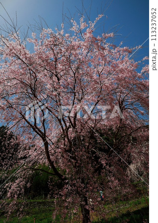 中越家の枝垂れ桜 中越家の枝垂れ桜 113237052