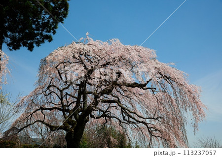 中越家の枝垂れ桜 中越家の枝垂れ桜 113237057