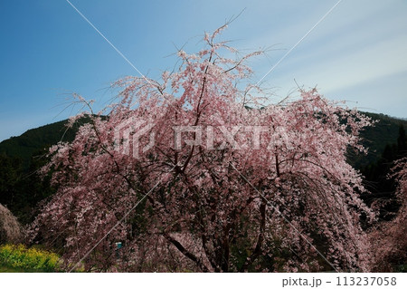 中越家の枝垂れ桜 中越家の枝垂れ桜 113237058