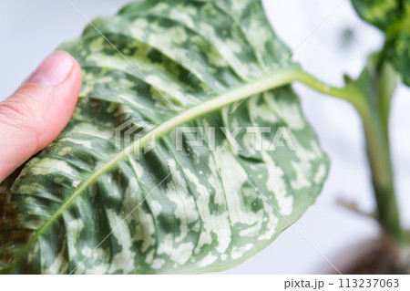 Leaves home plant affected by a spider mite, small insects, Problems in the cultivation of domestic plants. Plant treatment and pest and fungus control Leaves home plant affected by a spider mite, small insects, Problems in the cultivation of domestic plants. Plant treatment and pest and fungus control 113237063