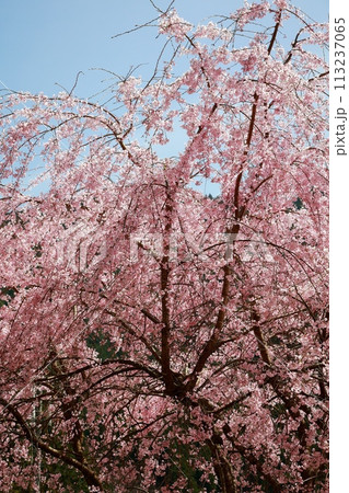 中越家の枝垂れ桜 中越家の枝垂れ桜 113237065