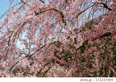 中越家の枝垂れ桜 中越家の枝垂れ桜 113237069