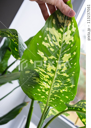 Leaves home plant affected by a spider mite, small insects, Problems in the cultivation of domestic plants. Plant treatment and pest and fungus control Leaves home plant affected by a spider mite, small insects, Problems in the cultivation of domestic plants. Plant treatment and pest and fungus control 113237081