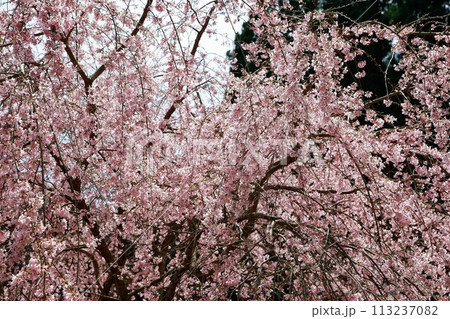 中越家の枝垂れ桜 中越家の枝垂れ桜 113237082