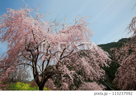 中越家の枝垂れ桜 中越家の枝垂れ桜 113237092