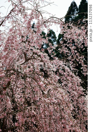 中越家の枝垂れ桜 113237098
