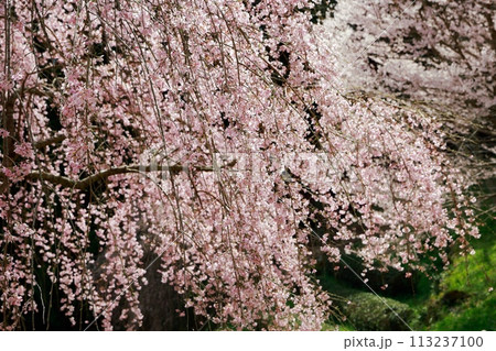 中越家の枝垂れ桜 113237100
