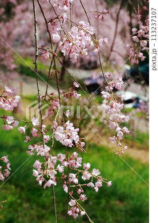 中越家の枝垂れ桜 中越家の枝垂れ桜 113237107