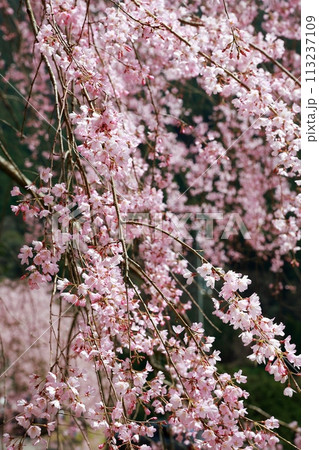 中越家の枝垂れ桜 113237109