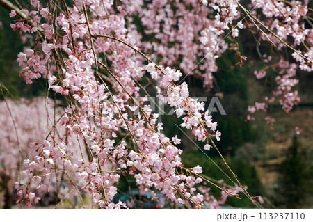 中越家の枝垂れ桜 中越家の枝垂れ桜 113237110