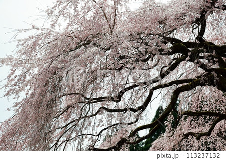 中越家の枝垂れ桜 中越家の枝垂れ桜 113237132