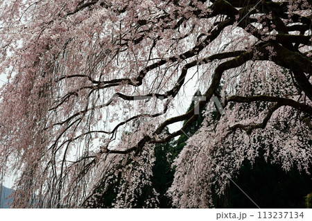 中越家の枝垂れ桜 113237134