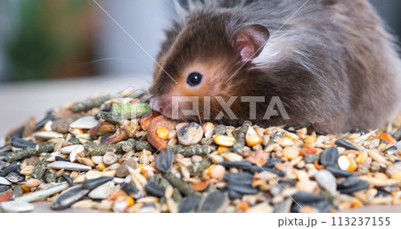 Funny fluffy Syrian hamster sits on a handful of seeds and eats and stuffs his cheeks with stocks. Food for a pet rodent, vitamins. Close-up 113237155