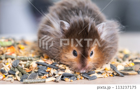 Funny fluffy Syrian hamster sits on a handful of seeds and eats and stuffs his cheeks with stocks. Food for a pet rodent, vitamins. Close-up 113237175