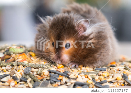 Funny fluffy Syrian hamster sits on a handful of seeds and eats and stuffs his cheeks with stocks. Food for a pet rodent, vitamins. Close-up Funny fluffy Syrian hamster sits on a handful of seeds and eats and stuffs his cheeks with stocks. Food for a pet rodent, vitamins. Close-up 113237177