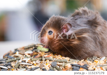 Funny fluffy Syrian hamster sits on a handful of seeds and eats and stuffs his cheeks with stocks. Food for a pet rodent, vitamins. Close-up 113237179