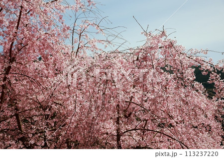 中越家の枝垂れ桜 中越家の枝垂れ桜 113237220
