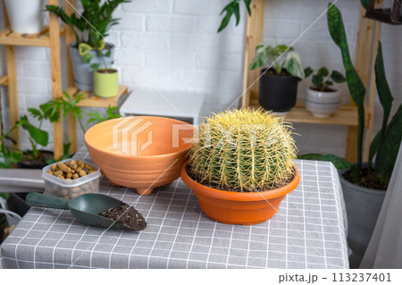 Repotting overgrown home plant large spiny cactus Echinocactus Gruzoni into new bigger pot. Caring for potted plant, protective gloves, drainage, pot, soil, a shovel on the table Repotting overgrown home plant large spiny cactus Echinocactus Gruzoni into new bigger pot. Caring for potted plant, protective gloves, drainage, pot, soil, a shovel on the table 113237401