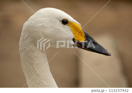 Bewicks or Tundra Swan - Cygnus bewickii Bewicks or Tundra Swan - Cygnus bewickii 113237432