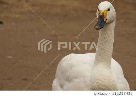 Bewick's Swan or Tundra Swan 113237435