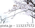 桜満開宣言してすぐの桜のある風景  113237572